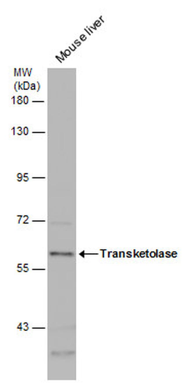 Transketolase Antibody in Western Blot (WB)