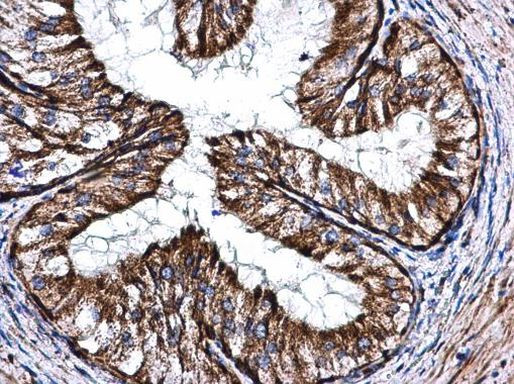 COX5A Antibody in Immunohistochemistry (Paraffin) (IHC (P))