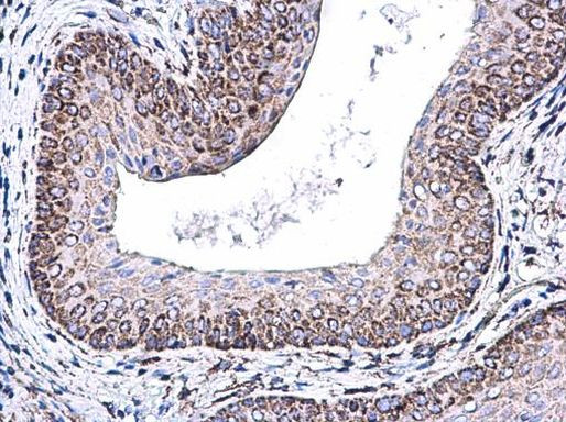 COX5A Antibody in Immunohistochemistry (Paraffin) (IHC (P))