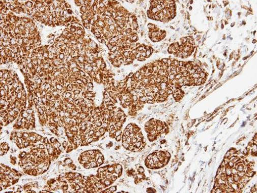 COX5A Antibody in Immunohistochemistry (Paraffin) (IHC (P))