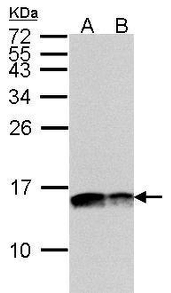 COX5A Antibody in Western Blot (WB)