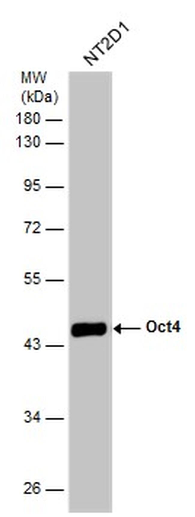 OCT4 Antibody in Western Blot (WB)