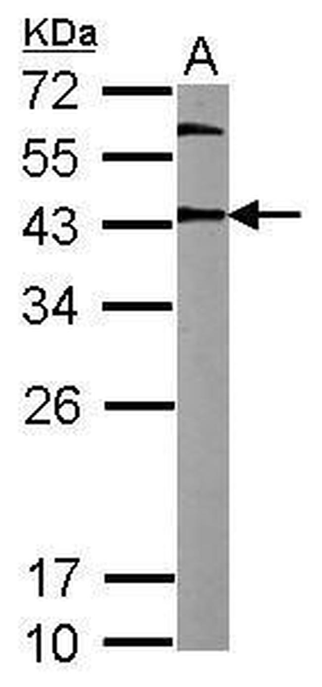 OCT4 Antibody in Western Blot (WB)