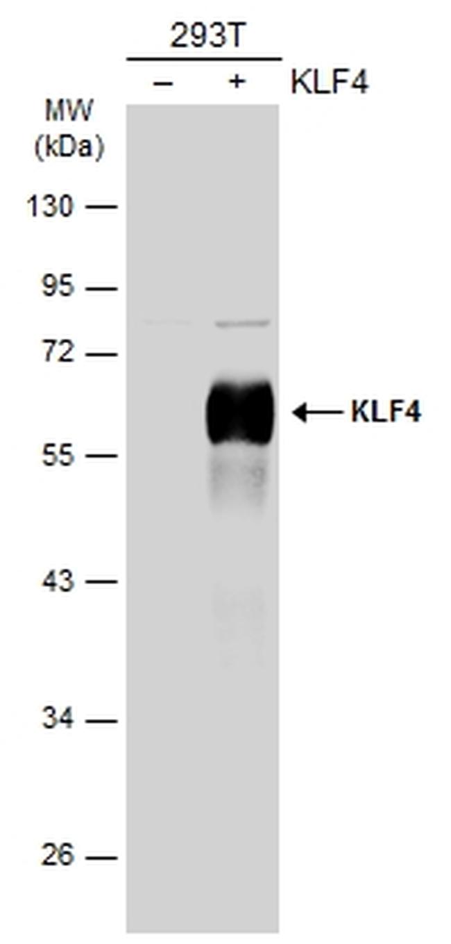 KLF4 Antibody in Western Blot (WB)