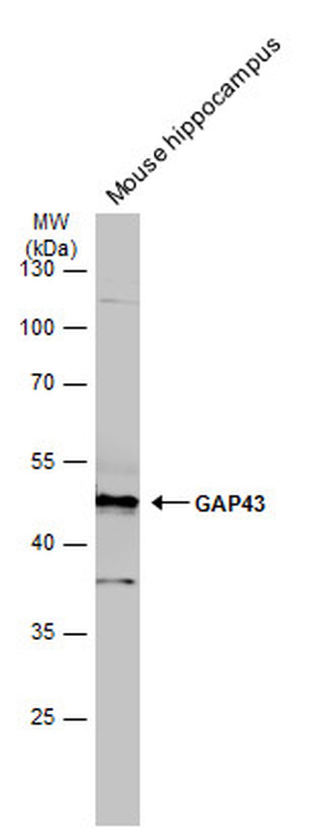 GAP43 Antibody in Western Blot (WB)