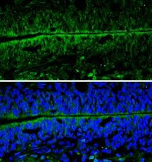 NSE Antibody in Immunohistochemistry (Frozen) (IHC (F))