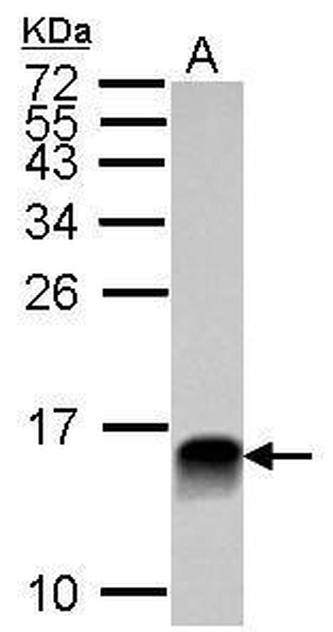 Galectin 1 Antibody in Western Blot (WB)