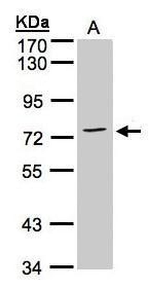 Annexin A6 Antibody in Western Blot (WB)