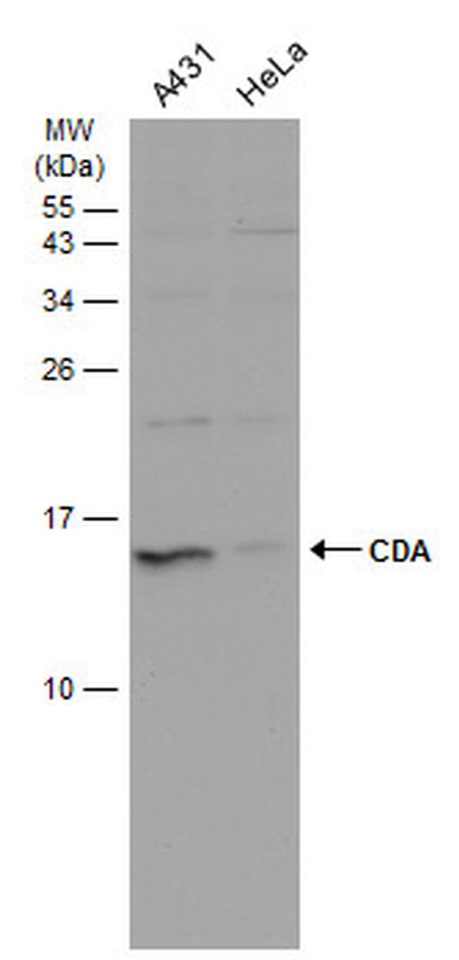 CDA Antibody in Western Blot (WB)