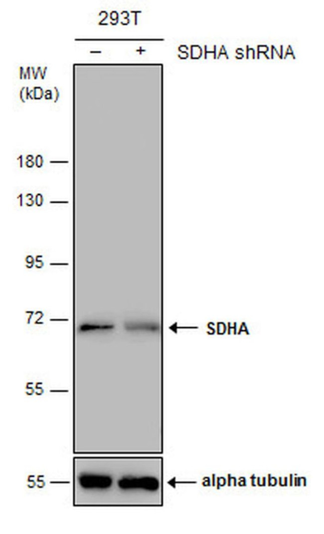 SDHA Antibody