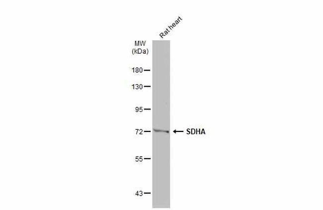 SDHA Antibody in Western Blot (WB)