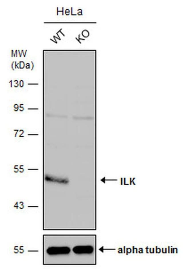 ILK Antibody