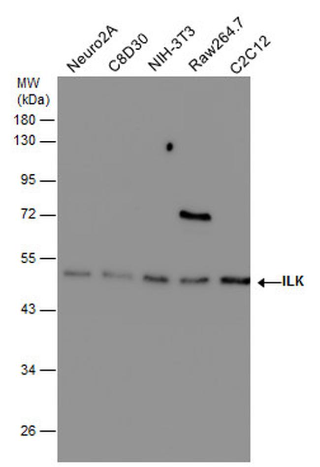 ILK Antibody in Western Blot (WB)