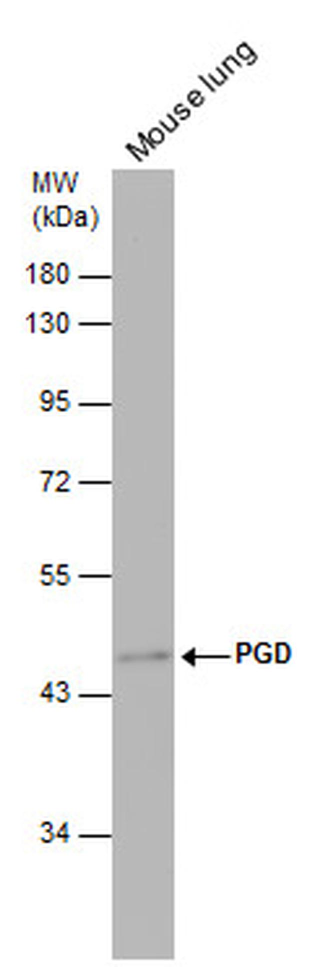 PGD Antibody in Western Blot (WB)