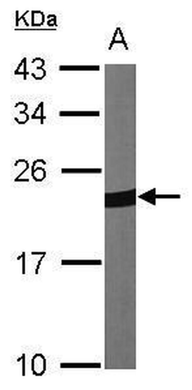 PRDX1 Antibody in Western Blot (WB)