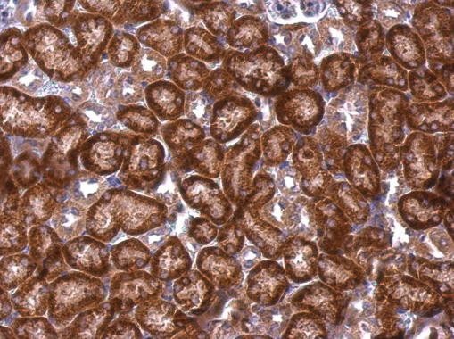 DAP5 Antibody in Immunohistochemistry (Paraffin) (IHC (P))