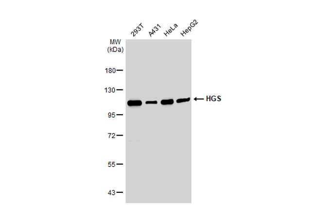 HGS Antibody in Western Blot (WB)