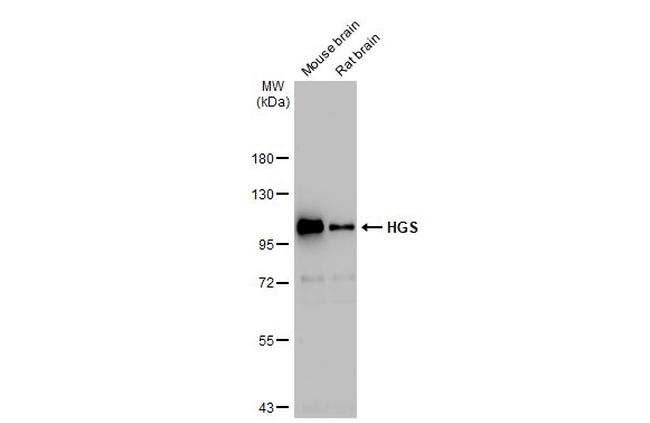 HGS Antibody in Western Blot (WB)