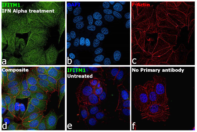 IFITM1 Antibody in Immunocytochemistry (ICC/IF)