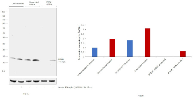 IFITM1 Antibody