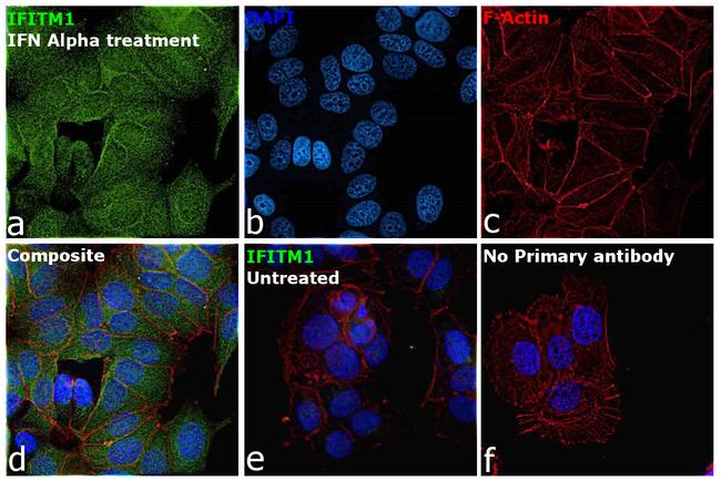 IFITM1 Antibody