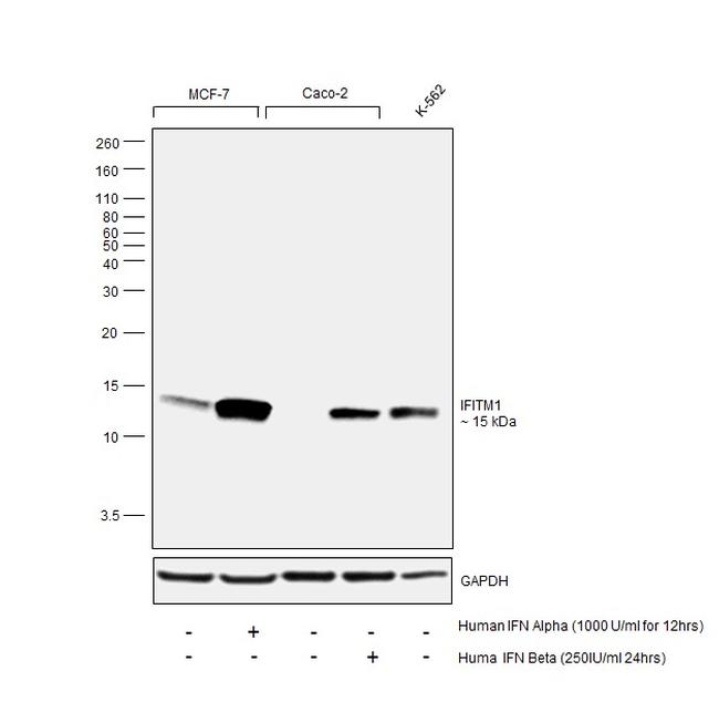 IFITM1 Antibody in Western Blot (WB)