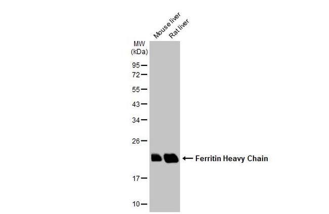 Ferritin Heavy Chain Antibody in Western Blot (WB)