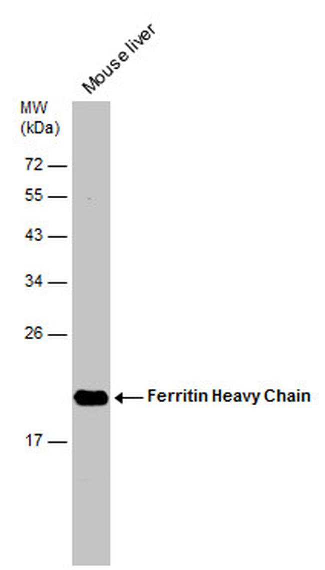 Ferritin Heavy Chain Antibody in Western Blot (WB)