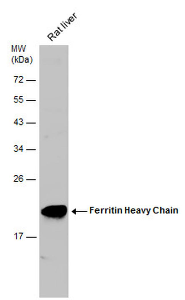 Ferritin Heavy Chain Antibody in Western Blot (WB)