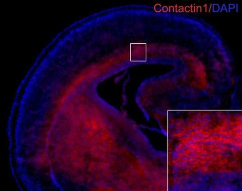 Contactin 1 Antibody in Immunohistochemistry (Frozen) (IHC (F))