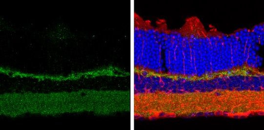 Contactin 1 Antibody in Immunohistochemistry (Frozen) (IHC (F))