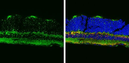 ATP5A1 Antibody in Immunohistochemistry (Frozen) (IHC (F))