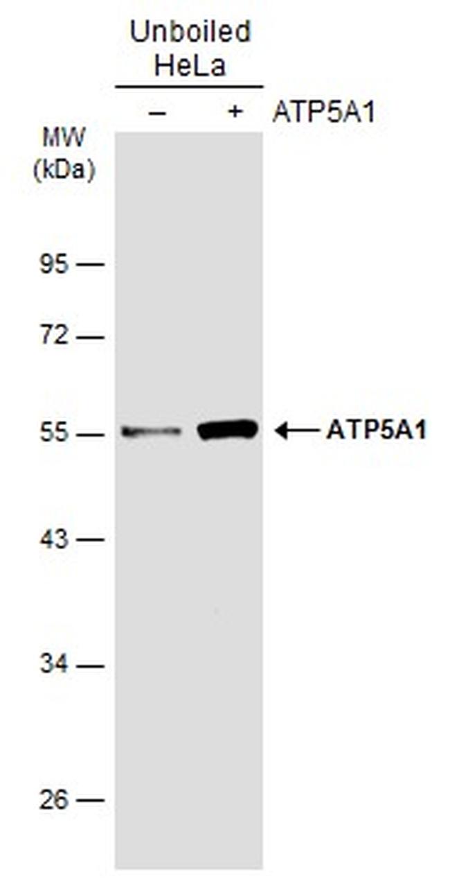 ATP5A1 Antibody in Western Blot (WB)