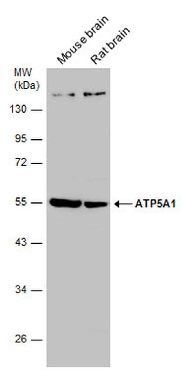 ATP5A1 Antibody in Western Blot (WB)