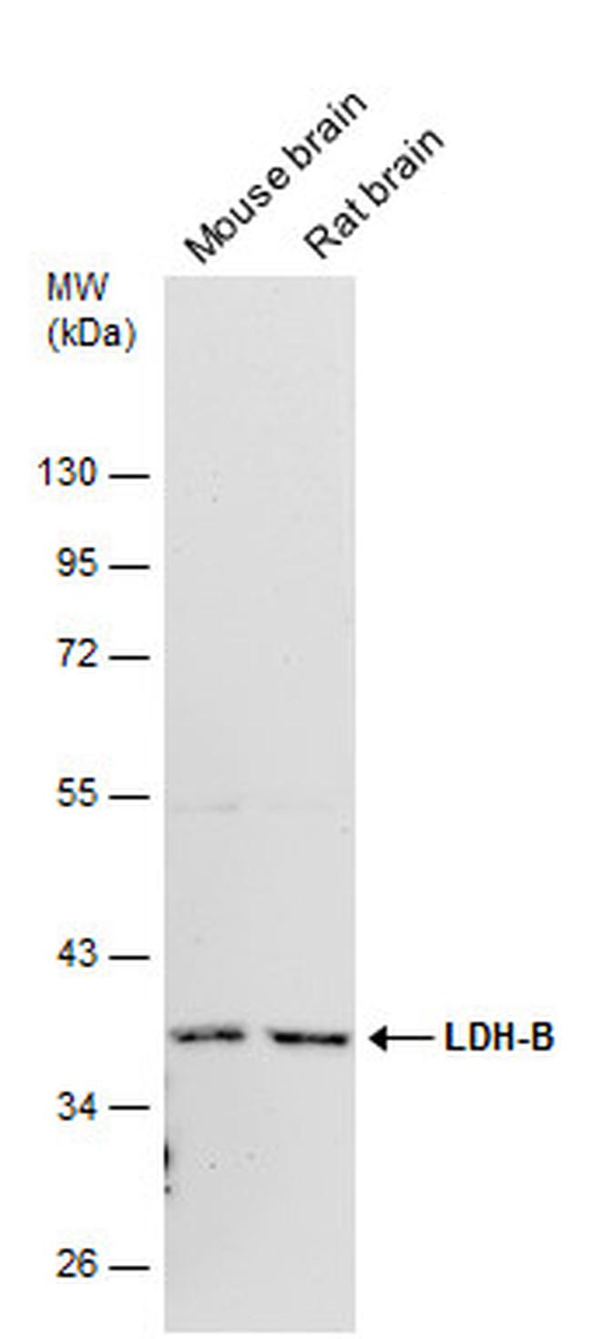 LDHB Antibody in Western Blot (WB)