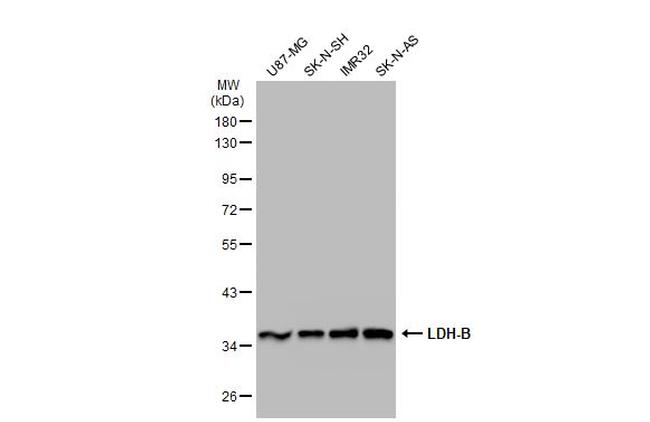 LDHB Antibody in Western Blot (WB)