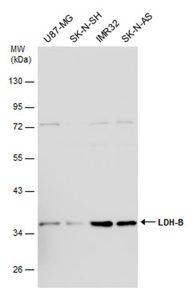 LDHB Antibody in Western Blot (WB)