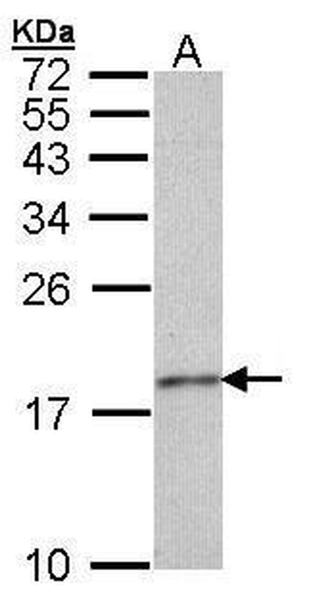 Histone H3.3 Antibody in Western Blot (WB)