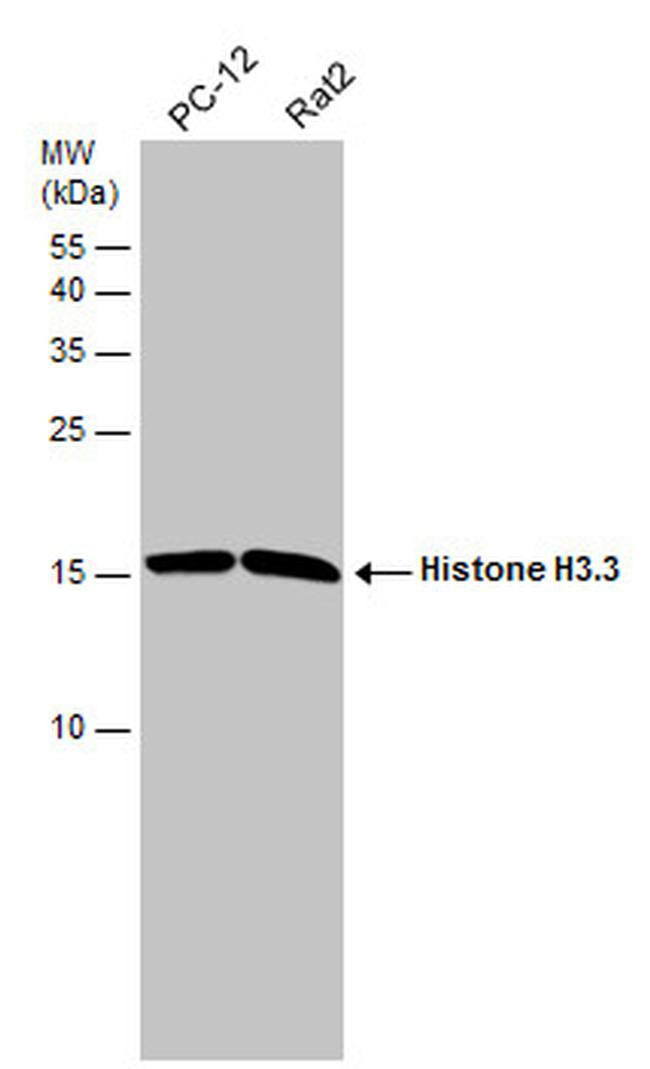 Histone H3.3 Antibody in Western Blot (WB)