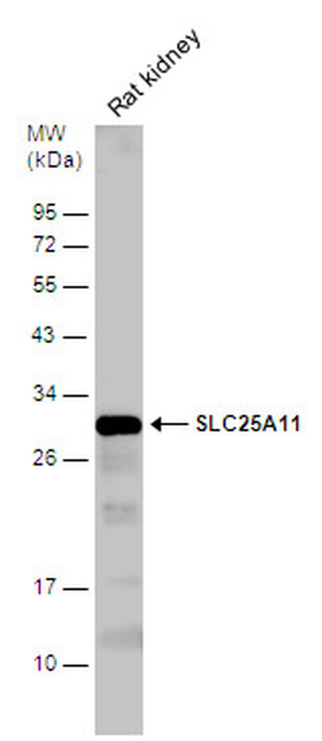 SLC25A11 Antibody in Western Blot (WB)