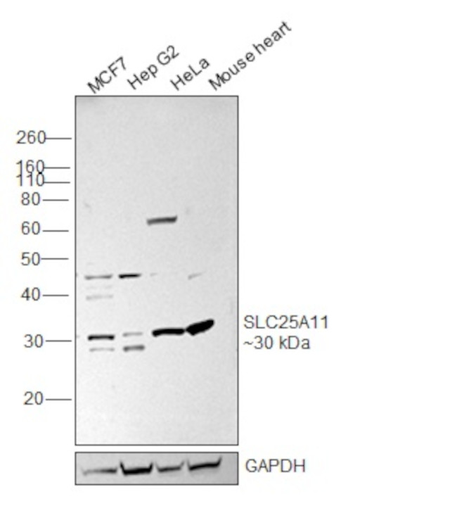 SLC25A11 Antibody in Western Blot (WB)