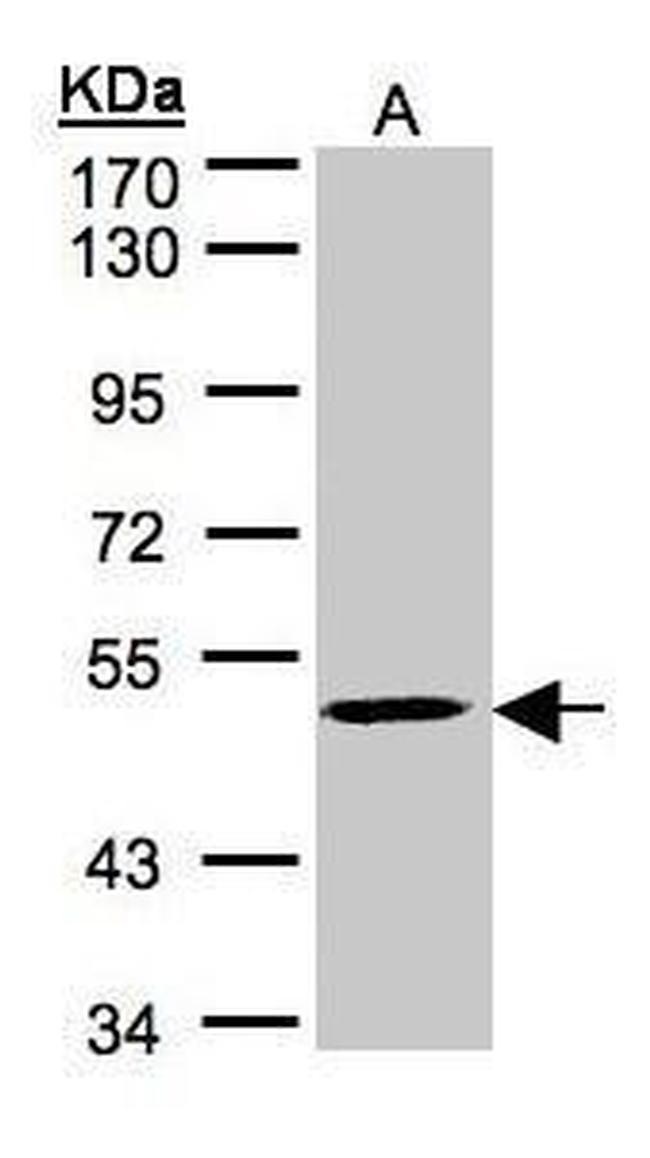 MAZ Antibody in Western Blot (WB)