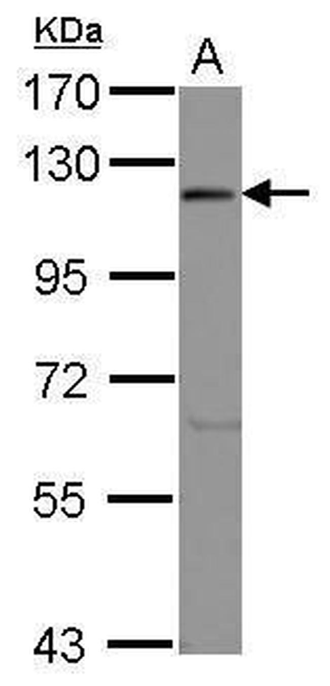 eIF3c Antibody in Western Blot (WB)