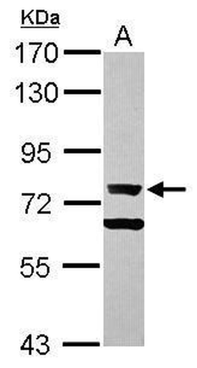 Ku70 Antibody in Western Blot (WB)