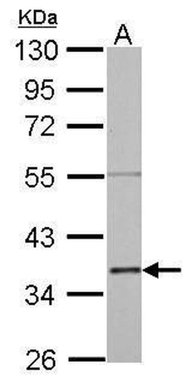 Annexin A2 Antibody in Western Blot (WB)