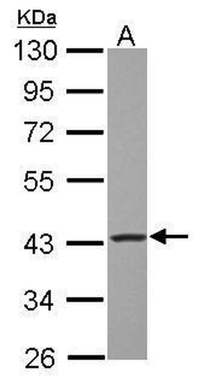 GOT2 Antibody in Western Blot (WB)