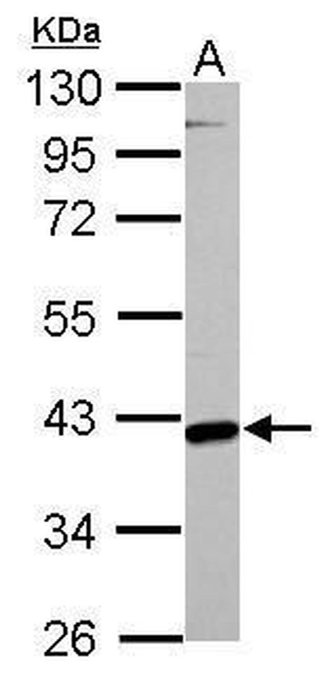 GOT2 Antibody in Western Blot (WB)