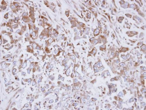 EXTL3 Antibody in Immunohistochemistry (Paraffin) (IHC (P))