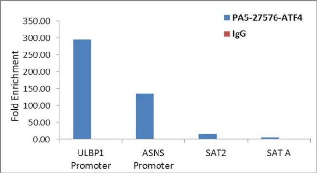 ATF4 Antibody in ChIP Assay (ChIP)