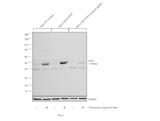 ATF4 Antibody